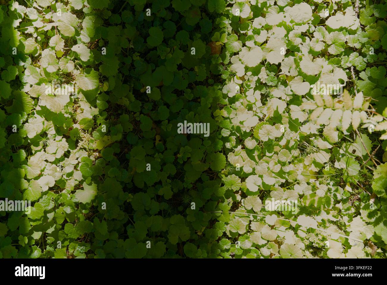 Una vista dall'alto di una fitta vegetazione verde e piccole foglie arrotondate divise da un'ombra diagonale netta. Foto Stock