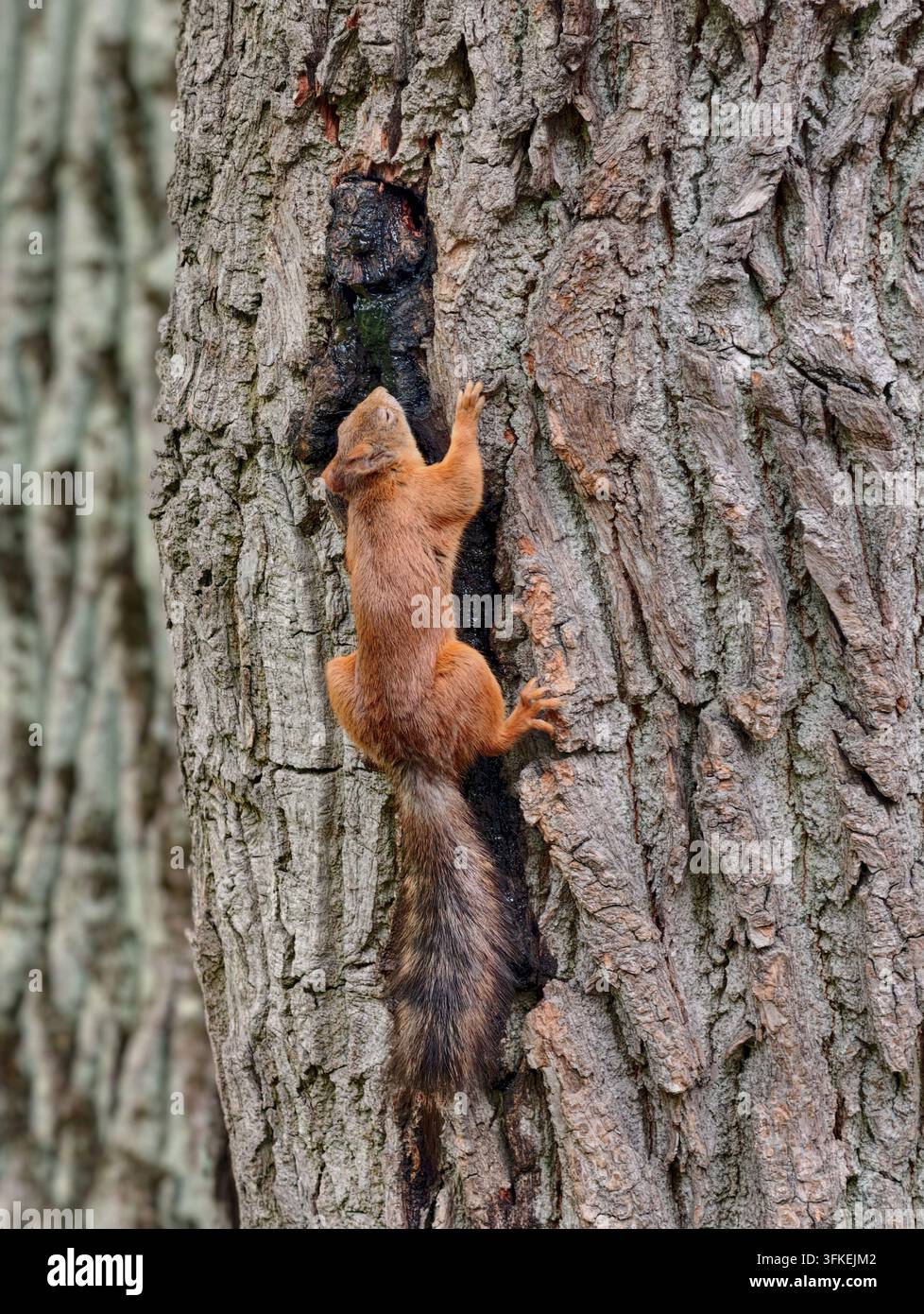 scoiattolo comune (scoiattolo rosso) che arrampica agilmente su un tronco d'albero. Il piccolo animale ha un caratteristico mantello rossastro sulla schiena e una coda scura e folta Foto Stock