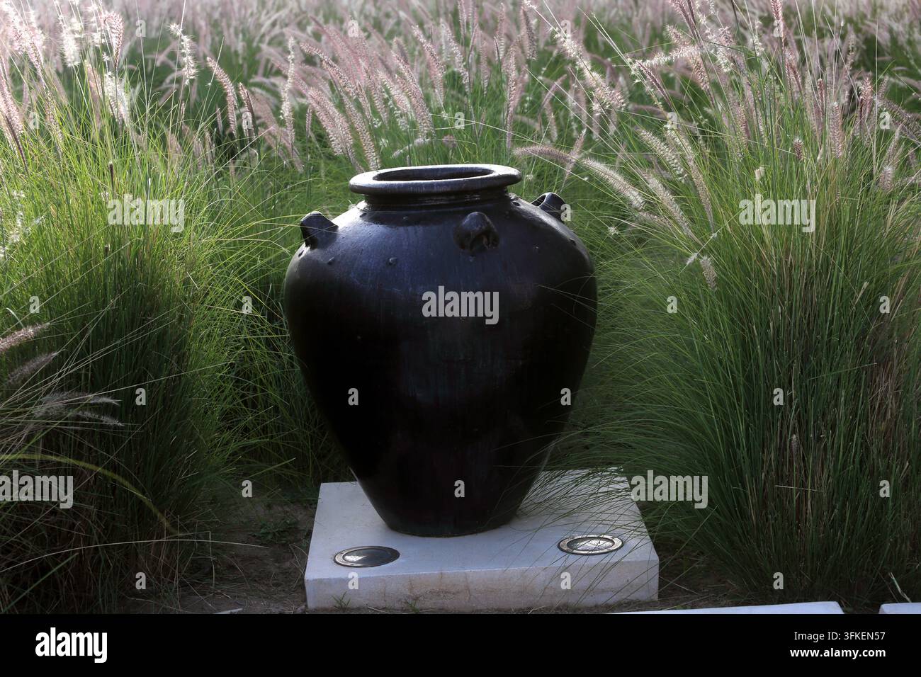 Black Pot in miniatura Fountain Grass (Pennisetum Setaceum) presso il Chedi Hotel Muscat Oman Foto Stock