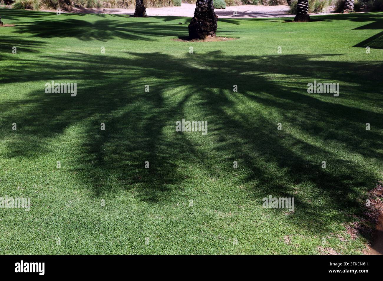 Shadow of Date Palm on Grass fuori dal Chedi Hotel Muscat Oman Foto Stock