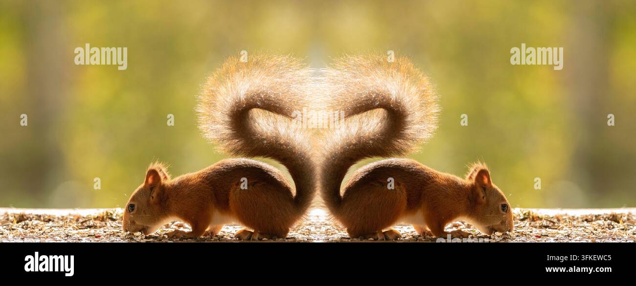 Scoiattolo rosso con la coda a forma di cuore, scoiattolo, scoiattolo rosso, Sciurus vulgaris, scoiattolo rosso eurasiatico, svezia Foto Stock