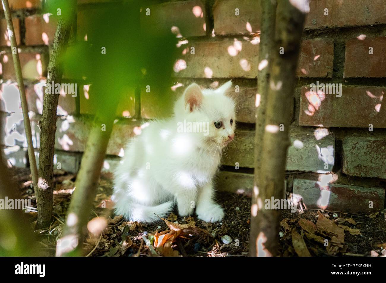 Gattino bianco seduto davanti a un muro di mattoni rossi, che guarda di lato le foglie verdi in primo piano Foto Stock