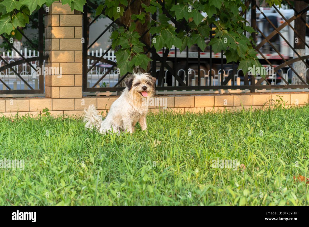 Piccolo cane bianco nativo seduto sull'erba verde che guarda avanti Foto Stock
