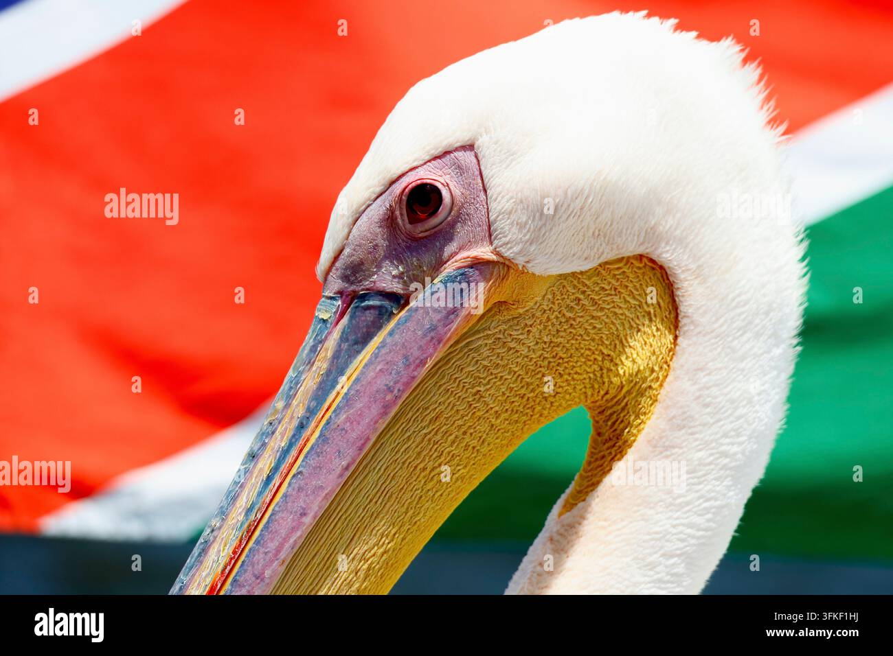 Namibia, pellicano, sfondo con bandiera namibiana Foto Stock