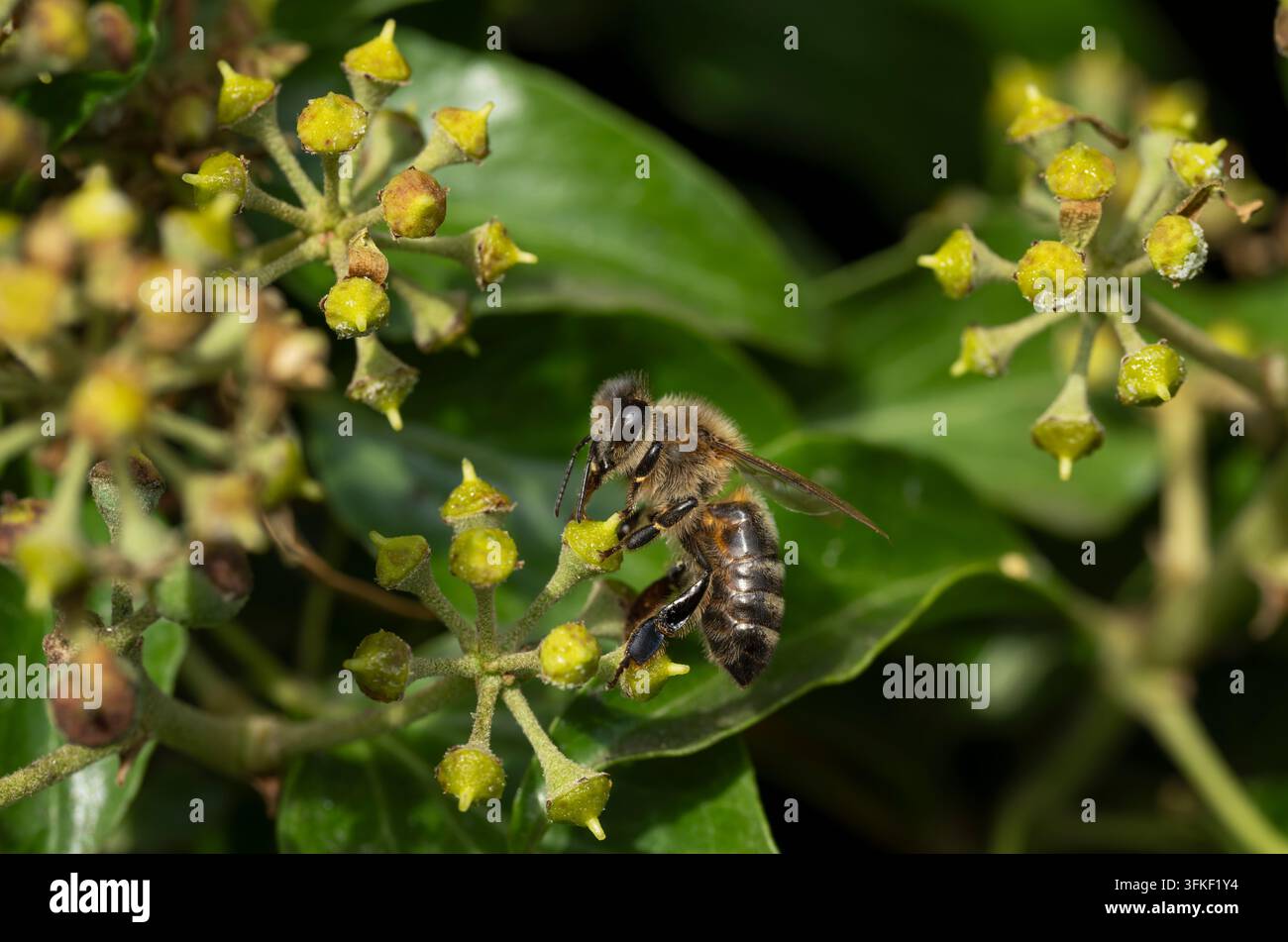 Ape mellifera occidentale Apis mellifera, ape operaia che si nutre di fiori di edera, Nottinghamshire, Regno Unito, settembre Foto Stock