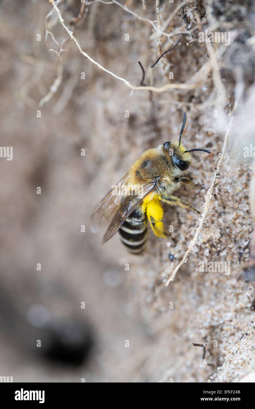Ape del sea aster Colletes halophilus, vista frontale di un’ape solitaria che lascia la sua camera di nidificazione lungo il bordo di una palude salata costiera, Donna Nook NR Foto Stock