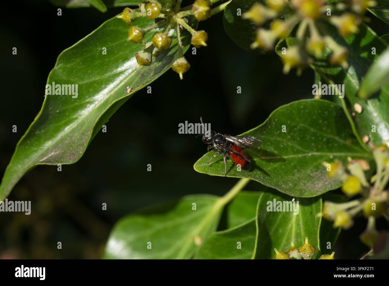 Ape sanguigna a testa quadrata Sphecodes monilicornis, ape femmina che si nutre di fiori di edera, Nottinghamshire, Regno Unito, settembre Foto Stock