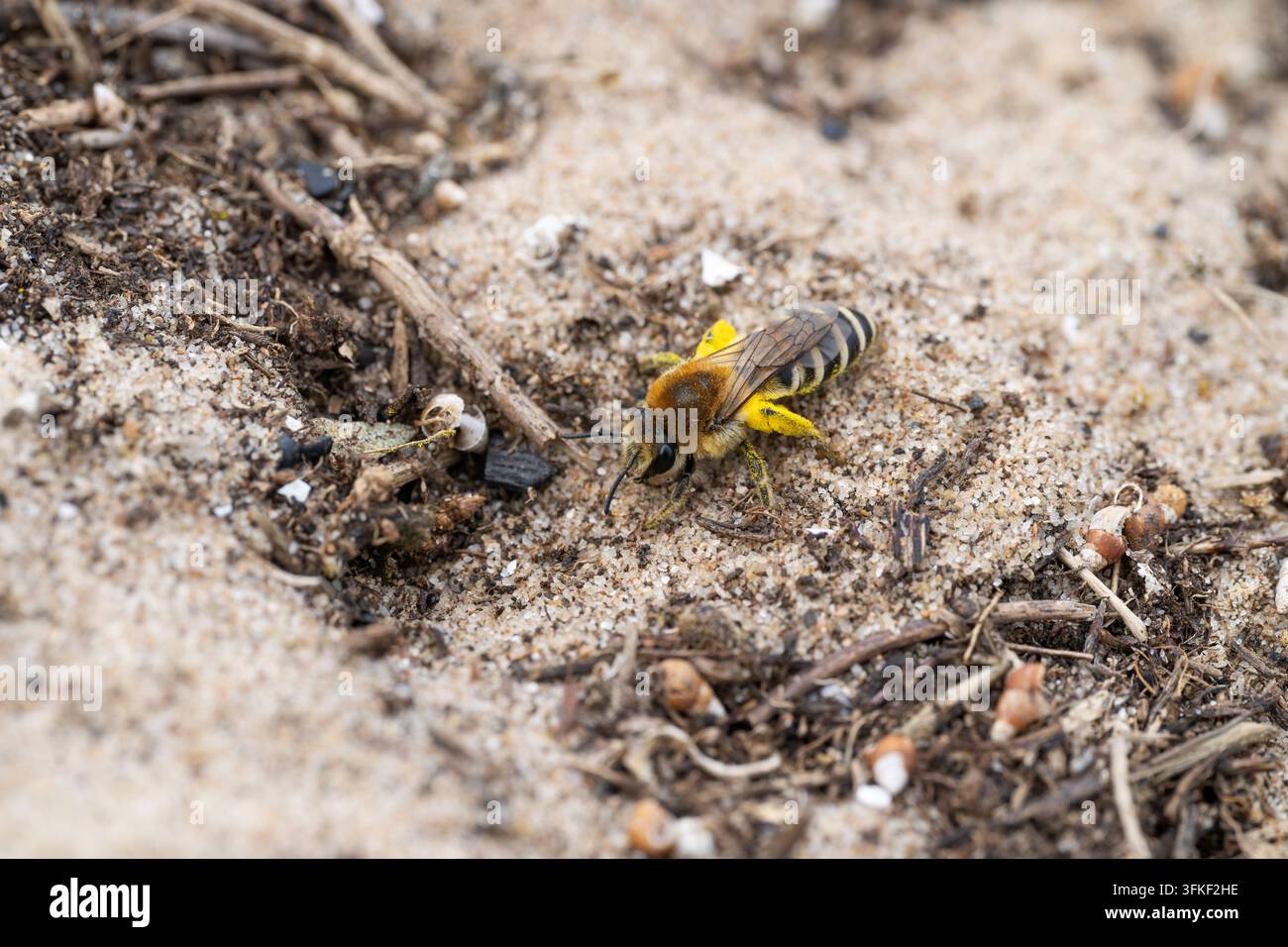 Ape Colletes halophilus del Sea Aster, ape solitaria che scava verso la sua camera di nidificazione lungo il bordo di una palude salata costiera, Donna Nook NR, Lincolnshire Foto Stock