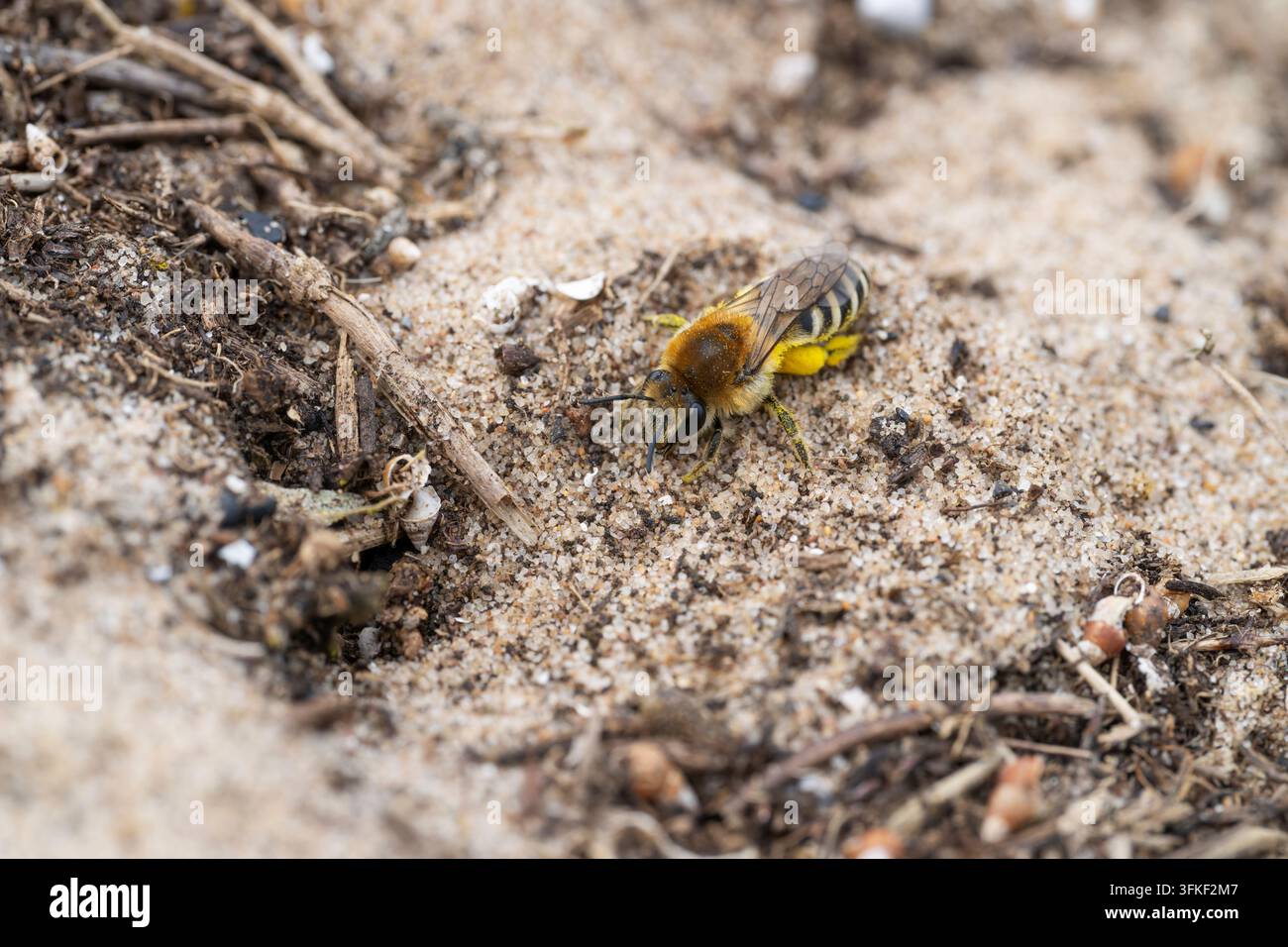 Ape aster marino Colletes halophilus, ape solitaria singola che si avvicina alla camera di nidificazione lungo il bordo di una palude salina costiera, Donna Nook NR, Lincolnshire, UK, Se Foto Stock