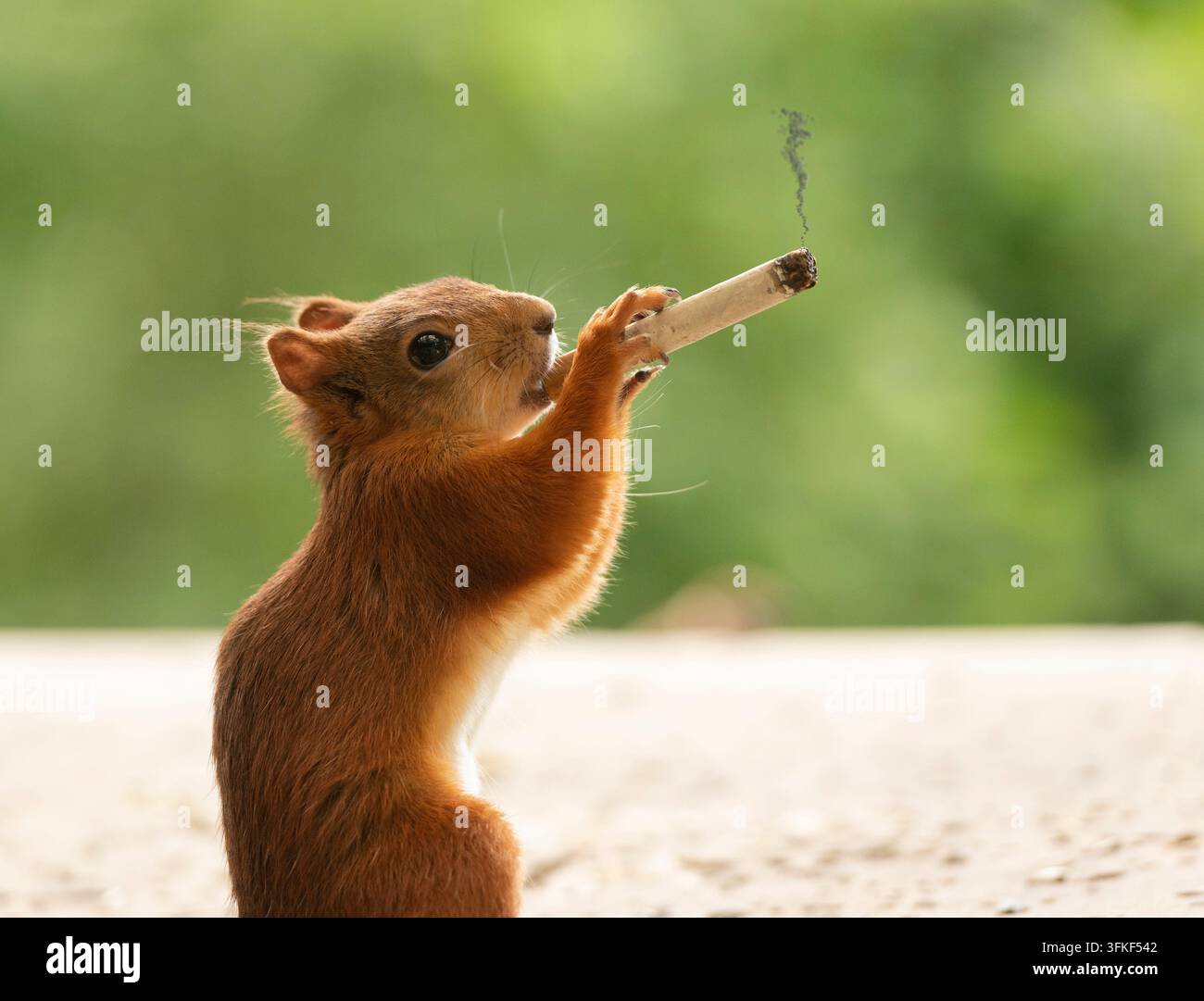 Scoiattolo rosso fuma una sigaretta, Scoiattolo, scoiattolo rosso, Sciurus vulgaris, Scoiattolo rosso eurasiatico, Svezia Foto Stock