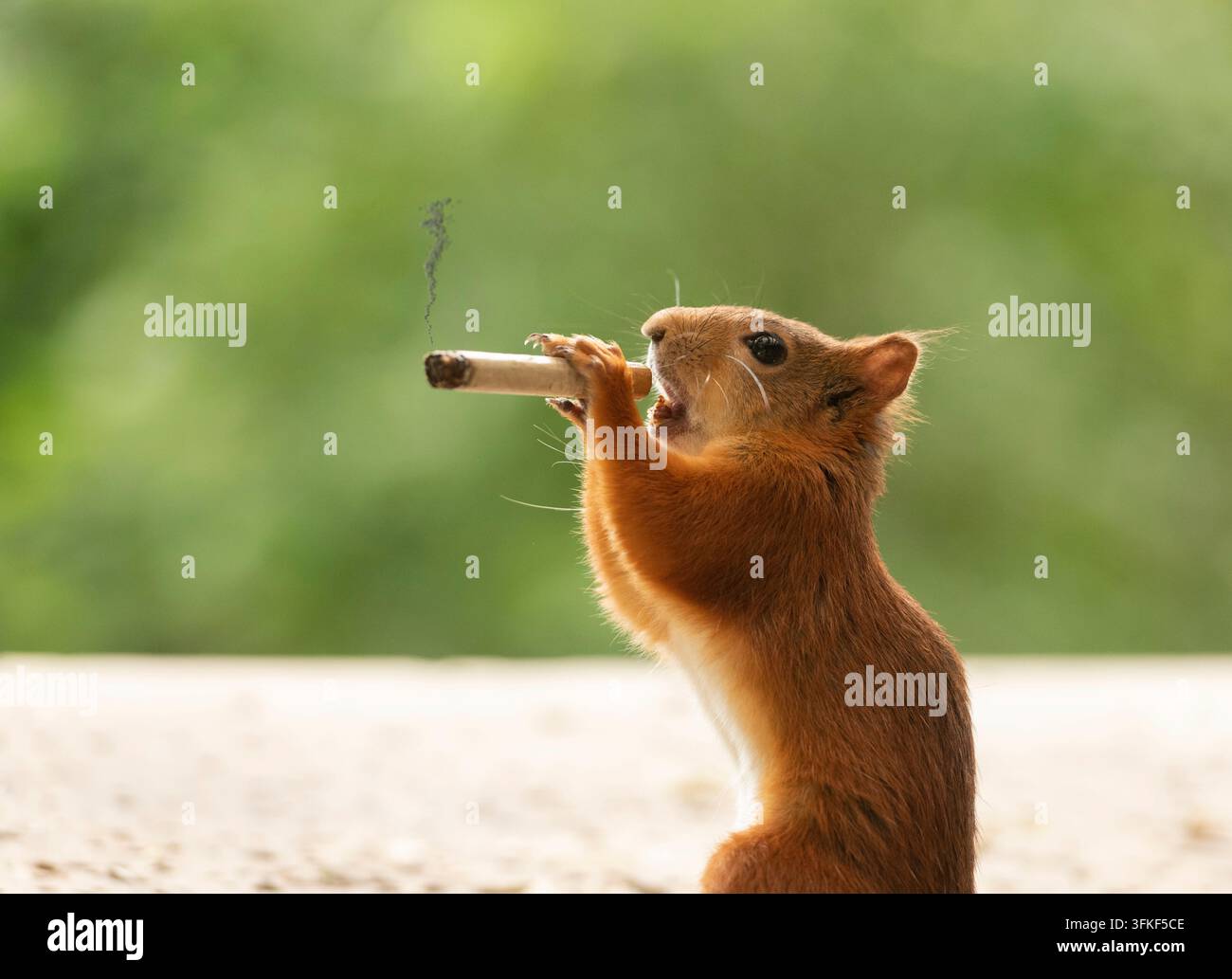 Scoiattolo rosso fuma una sigaretta, Scoiattolo, scoiattolo rosso, Sciurus vulgaris, Scoiattolo rosso eurasiatico, Svezia Foto Stock