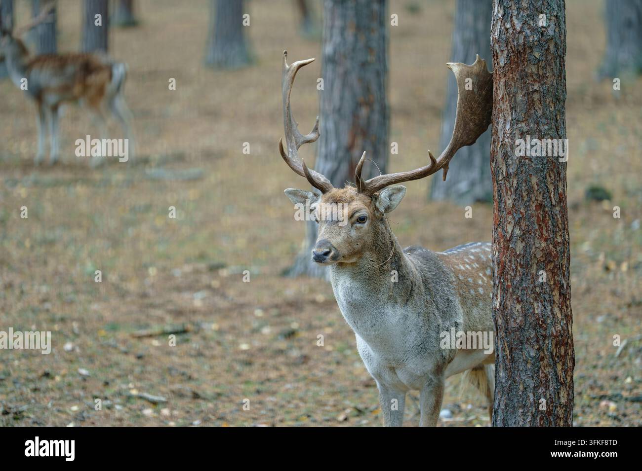 Cervo maschio di daino con grandi corna. Fotografia della fauna selvatica Foto Stock