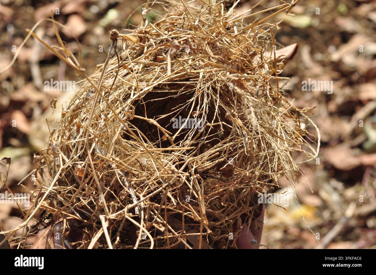 Piccolo nido di uccello fatto di erba secca e rametti all'aperto Foto Stock