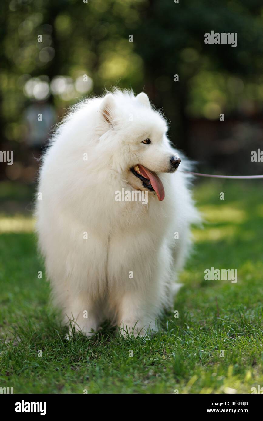 Ripresa a figura intera di un cane Samoiedo bianco di razza pura con un mantello folto in piedi sull'erba del prato e che guarda di lato con la lingua di fuori. Foto Stock