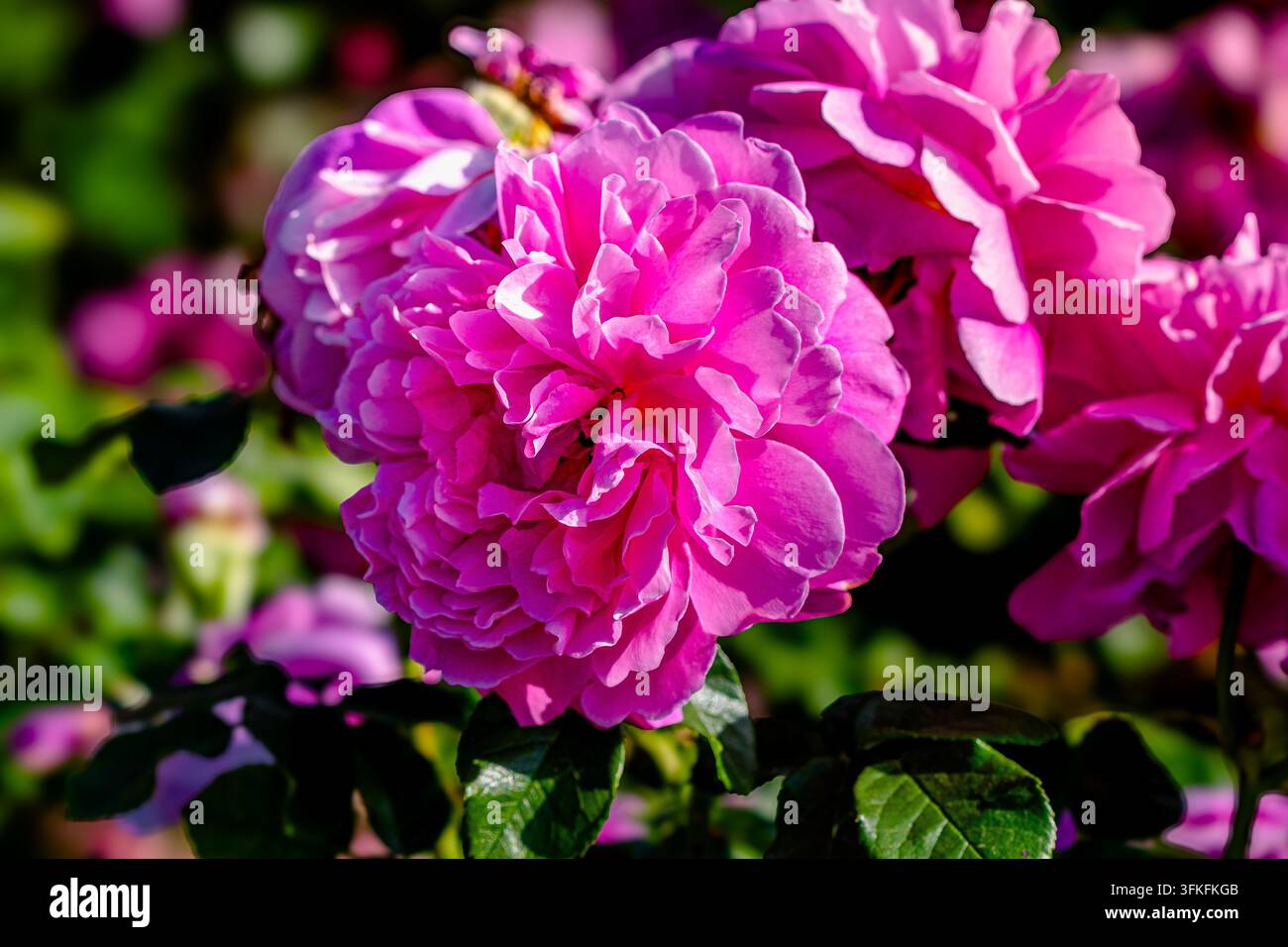 La rosa Princess Anne (Auskitchen) è una rosa arbustiva inglese popolare con fiori giovani di un rosa profondo o rosa-rosso che sfumano in un rosa puro e intenso Foto Stock