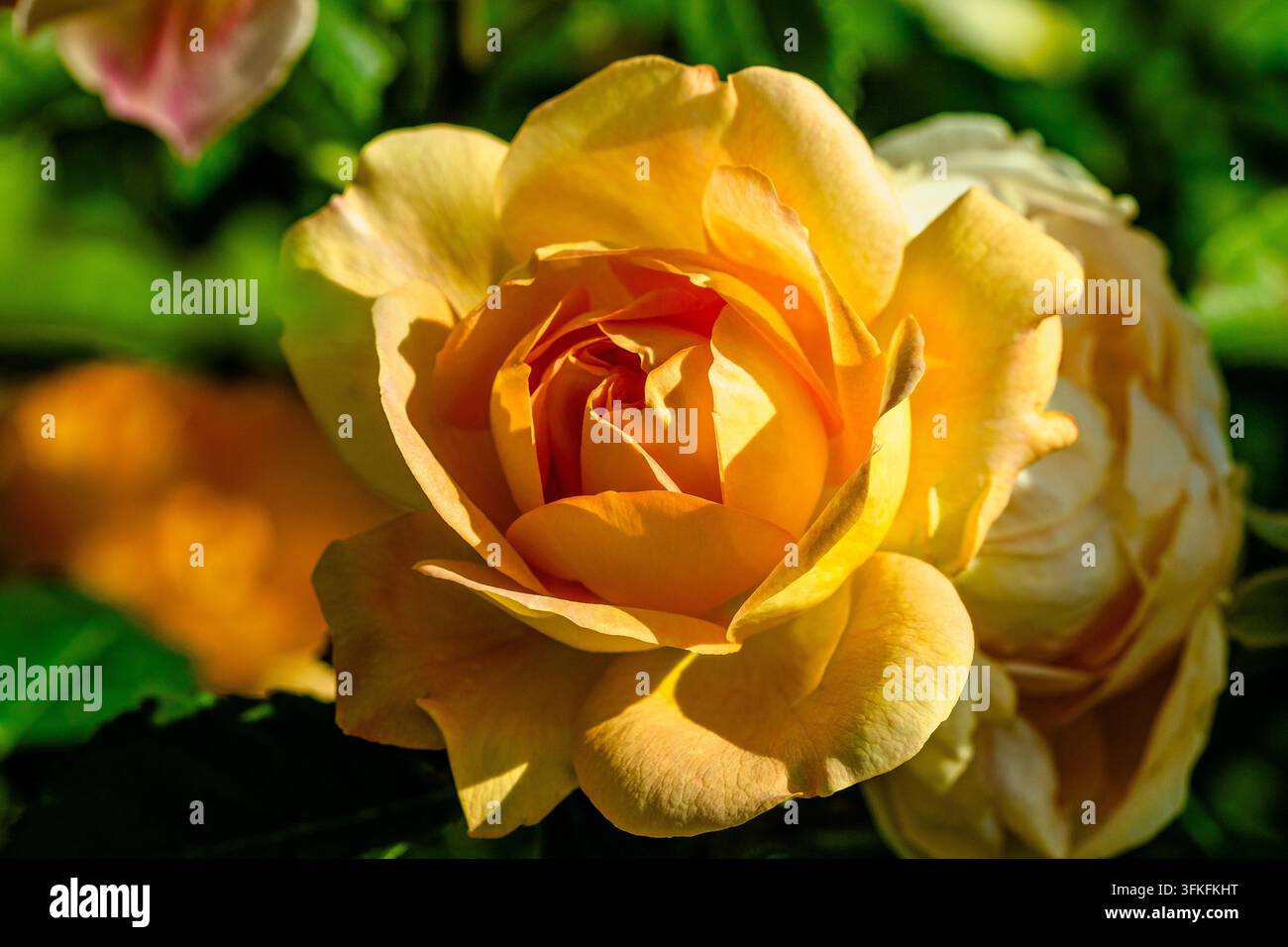 Lady Of Shallott (Ausnyson) una rosa inglese vibrante con fiori caldi arancione-albicocca e ottima resistenza alle malattie Foto Stock