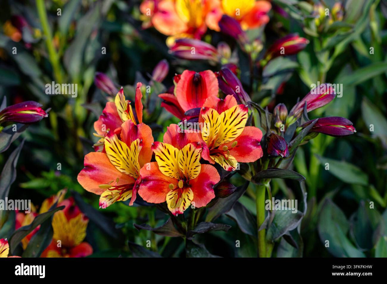 Alstroemeria 'Indian Summer' (Tesronto) un fiore perenne ciliegio del Perù a fioritura prolungata con fiori vibranti color arancio rame e giallo. Foto Stock