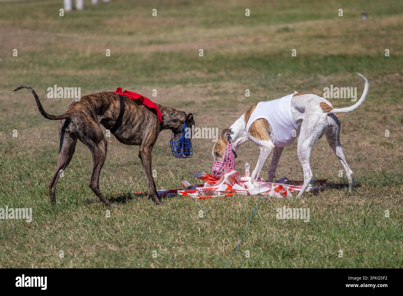 Levriero con esca dopo aver terminato una corsa in una gara di cani Foto Stock