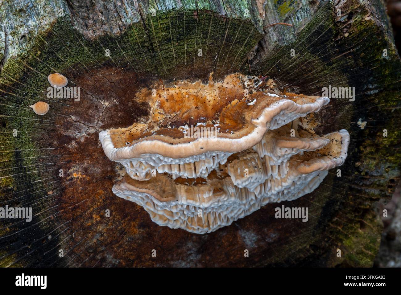 Poliporo a parete spessa / Fungo a lamelle labirintiche / Poliporo a lamelle labirintiche amante della quercia / Poliporo a lamelle labirintiche della quercia (Fomitopsis quercina) su tronco d’albero nella foresta in autunno Foto Stock