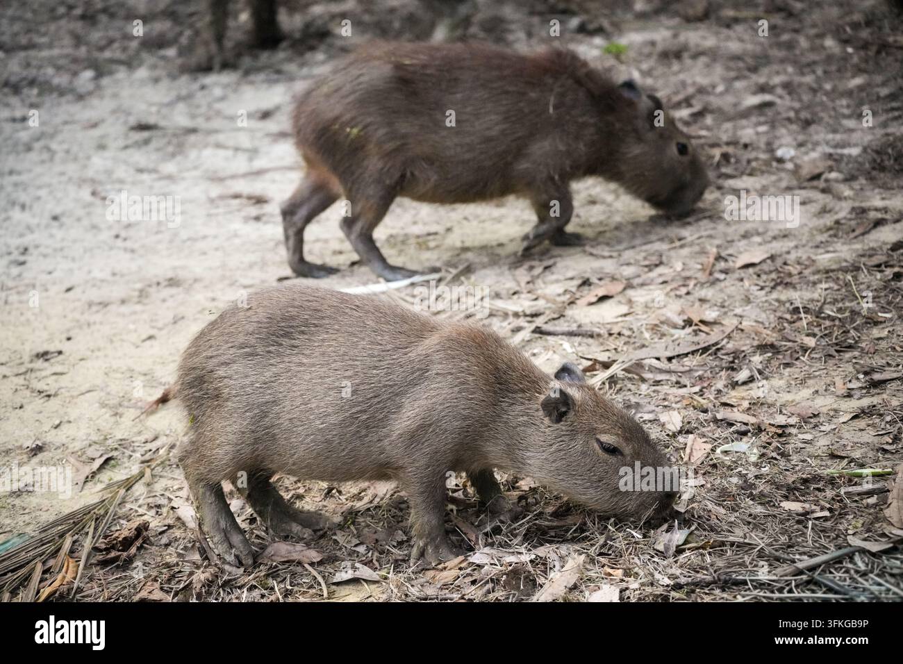 Due giovani capibara (Hydrochoerus hydrochaeris) cercano tra la lettiera secca nel Parc Zoologique de Guyane, a Macouria, nella Guyana francese. I capibara sono i più grandi roditori viventi al mondo. Sono semi-acquatici, vivono in gruppi sociali vicino a fiumi, zone umide e savane in gran parte del Sud America e si nutrono principalmente di erbe e piante acquatiche. Foto Stock