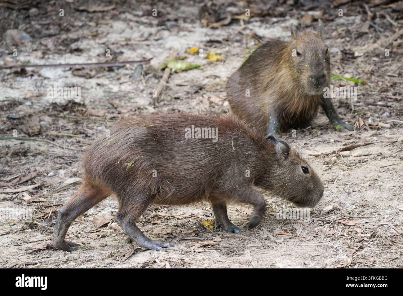 Due giovani capibara (Hydrochoerus hydrochaeris) cercano tra la lettiera secca nel Parc Zoologique de Guyane, a Macouria, nella Guyana francese. I capibara sono i più grandi roditori viventi al mondo. Sono semi-acquatici, vivono in gruppi sociali vicino a fiumi, zone umide e savane in gran parte del Sud America e si nutrono principalmente di erbe e piante acquatiche. Foto Stock