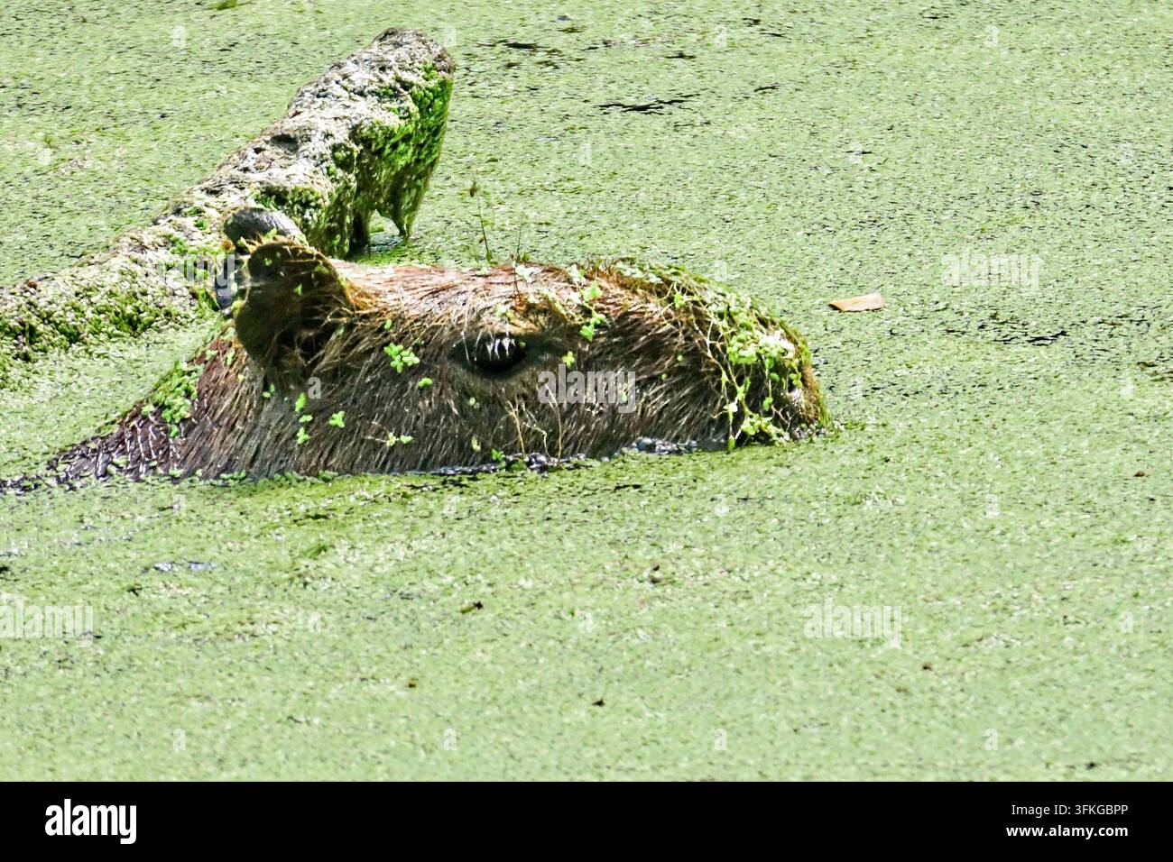 Un Capibara adulto (Hydrochoerus hydrochaeris) nuota in uno stagno coperto di lenticchie d'acqua al Parc Zoologique de Guyane, a Macouria, nella Guyana francese. I Capibara sono i più grandi roditori viventi al mondo. Sono semi-acquatici, vivono in gruppi sociali vicino a fiumi, zone umide e savane in gran parte del Sud America e si nutrono principalmente di erbe e piante acquatiche. Foto Stock