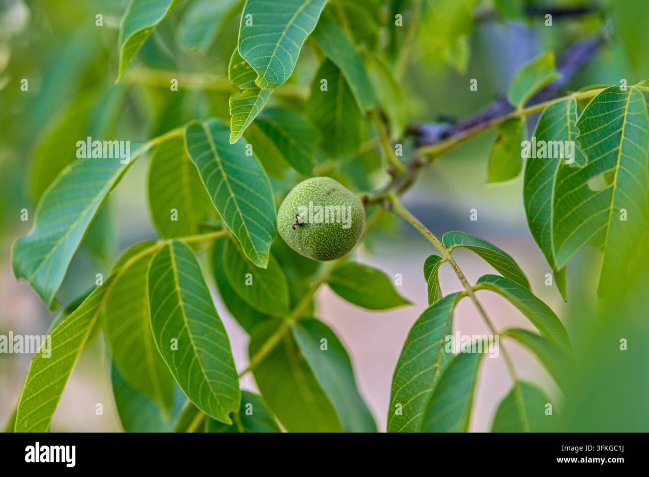 Noce verde non matura che cresce su un ramo d’albero circondato da foglie fresche in estate, Europa centrale Foto Stock