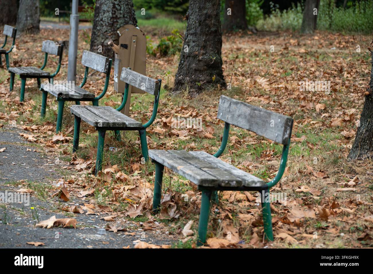 Una fila di panchine di legno consumate con telai di metallo verde si estende lungo un sentiero coperto di foglie secche d'autunno in un contesto di parco tranquillo Foto Stock
