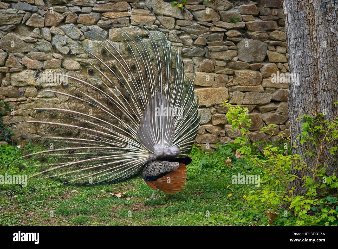 Vista posteriore di un pavone che mostra la sua coda contro uno sfondo di muro di pietra in un parco, fotografia della fauna selvatica. Foto Stock