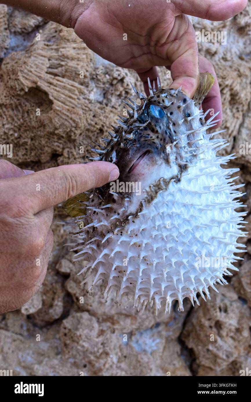 Foto editoriale di una persona che tiene un pesce palla spinoso o pesce gonfiabile sulla riva a Marsa Alam, Egitto. Foto Stock