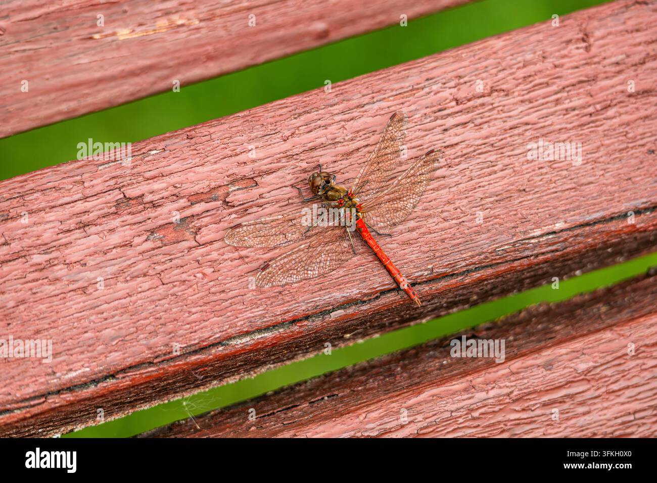 Una libellula rossa è appollaiata su una panca di legno a doghe dipinta di rosso, con fogliame verde visibile nelle fessure. La vista ad alta angolazione cattura l'intera i Foto Stock