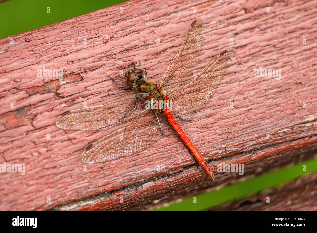 Una libellula rossa si posa lungo una superficie di panchina in legno lamellare dipinta di un tono rossastro stagionato. La vista completa del corpo mostra ali chiare estese e dist Foto Stock