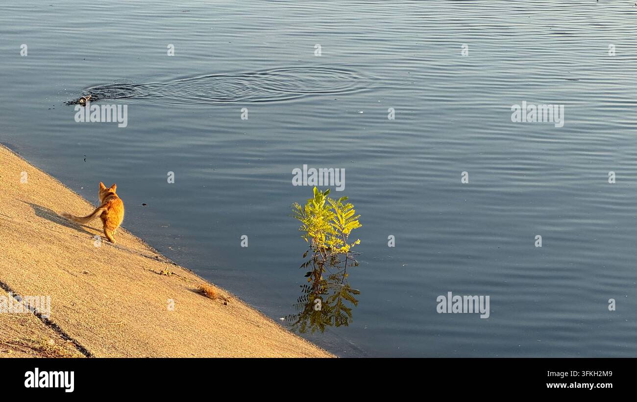 Un gatto si avvicina a una canna da pesca accanto a un lago, con il lago che si estende sullo sfondo. Foto Stock