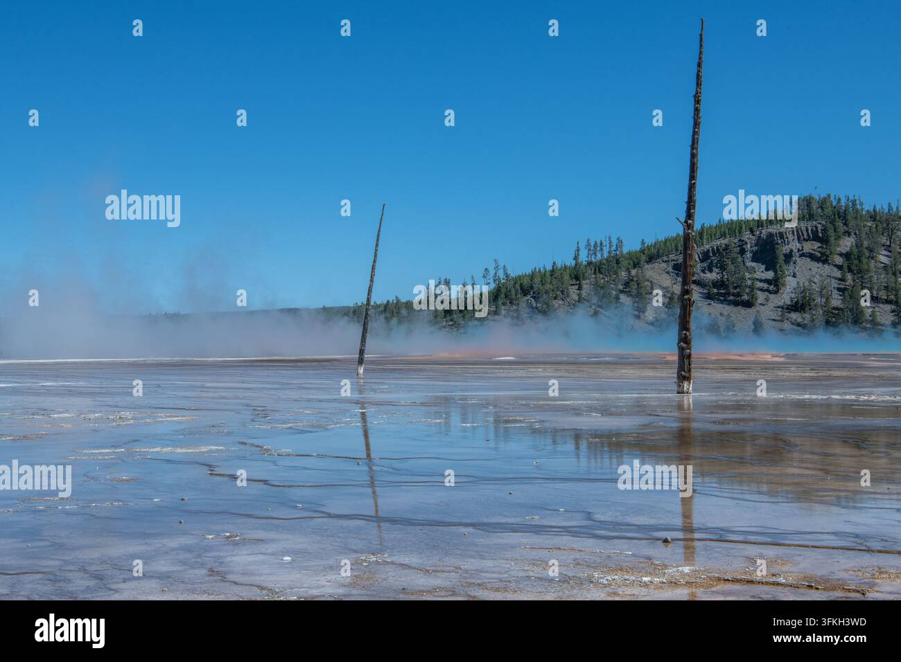 Alberi morti in un'area idrotermica e un paesaggio insolito nel Parco Nazionale di Yellowstone, Wyoming. Foto Stock