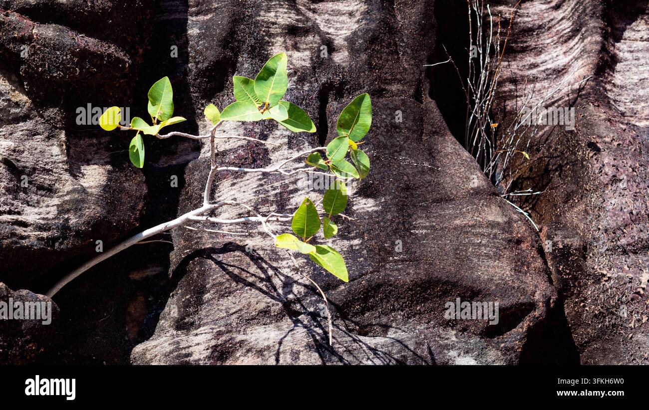 Albero solitario piantato in un ambiente ostile su uno sfondo roccioso clima secco Kimberley Australia Foto Stock