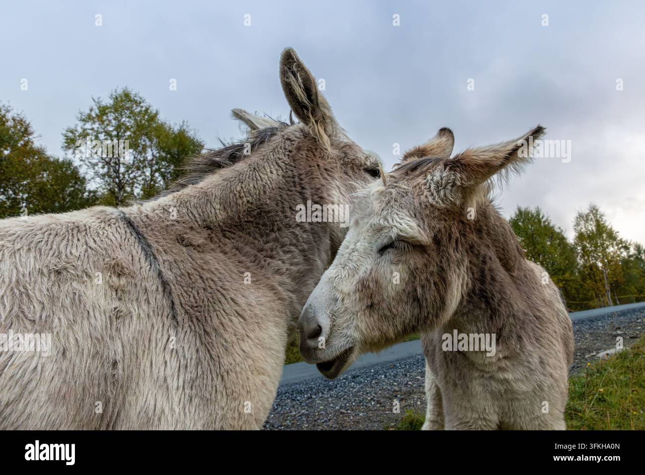 Due asine che mostrano affetto e legame Foto Stock