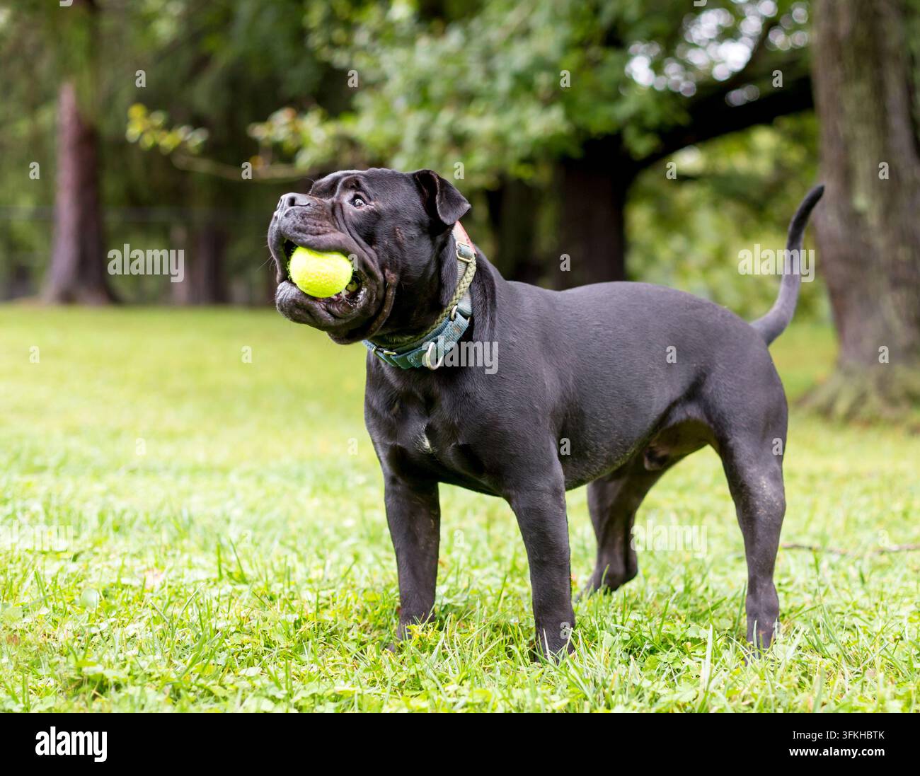 Un cane nero Shar-Pei x Pit Bull Terrier di razza mista che gioca con una palla in bocca Foto Stock
