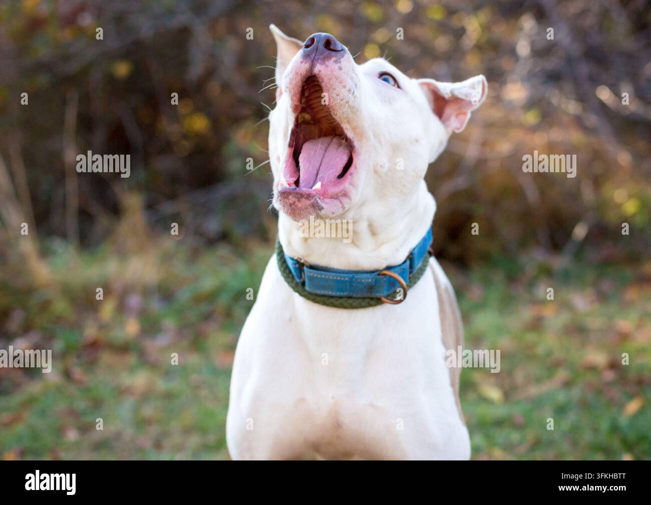 Un cane di razza mista Pit Bull Terrier che apre la bocca per catturare una sorpresa Foto Stock