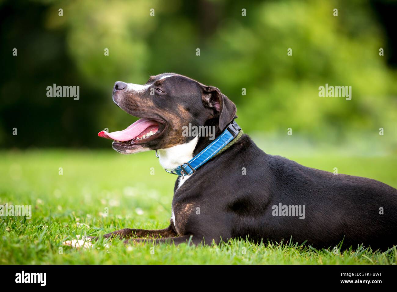 Un cane di razza mista Greater Swiss Mountain Dog sdraiato nell'erba e ansimante Foto Stock
