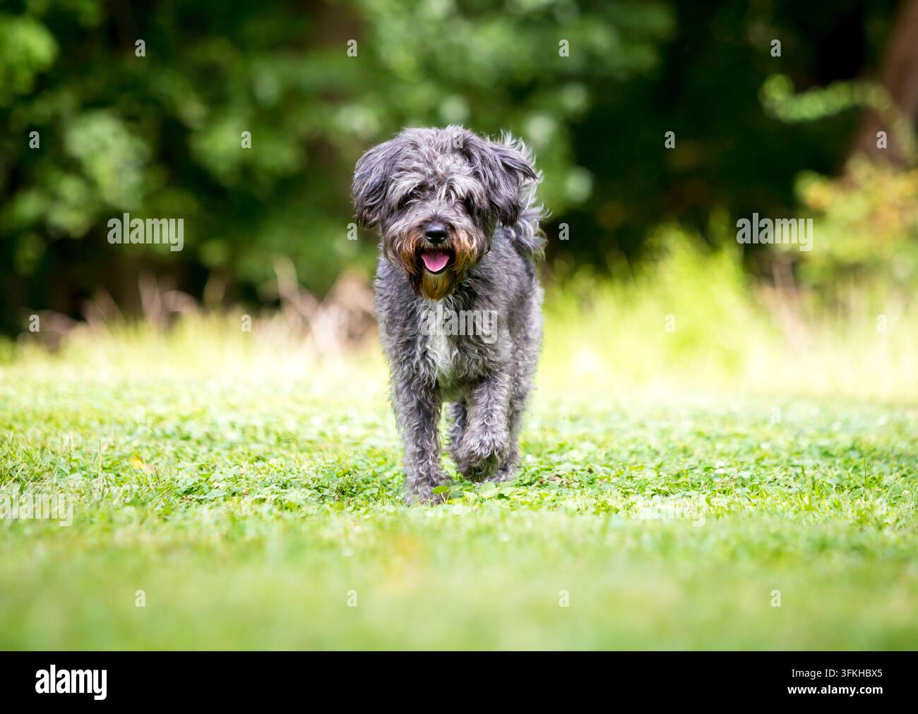 Un cane di razza mista Retriever x Barboncino o Labradoodle felice che cammina verso la fotocamera Foto Stock