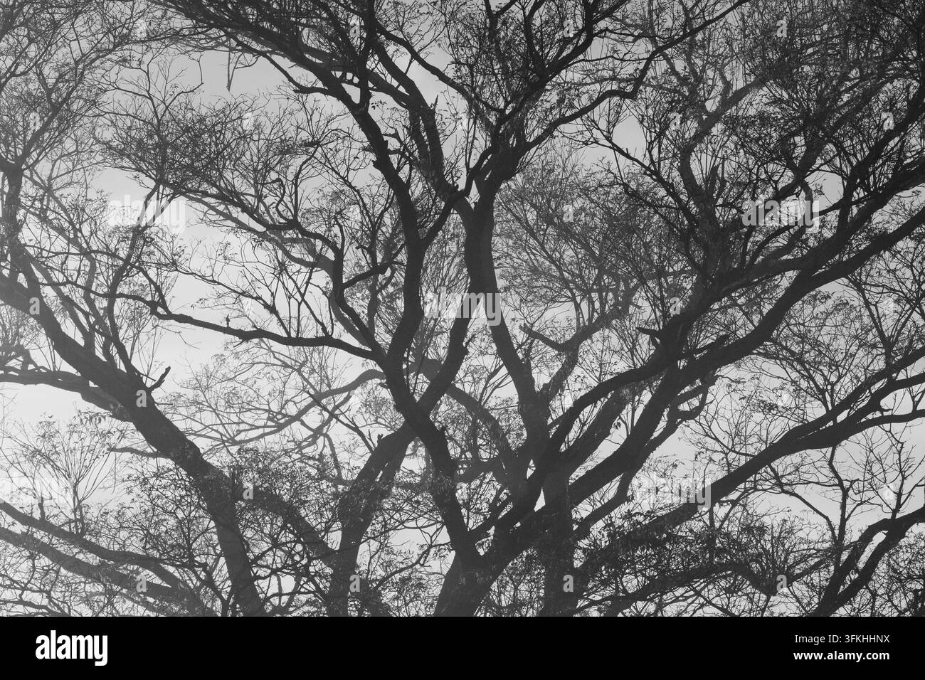 Silhouette intricata di rami di alberi maturi Foto Stock