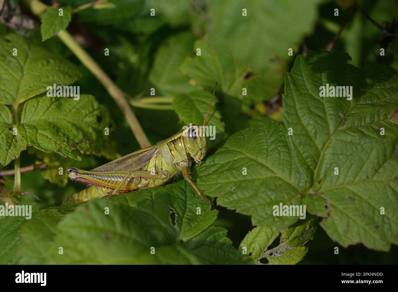 Cavalletta mimetica che riposa su una foglia verde Foto Stock