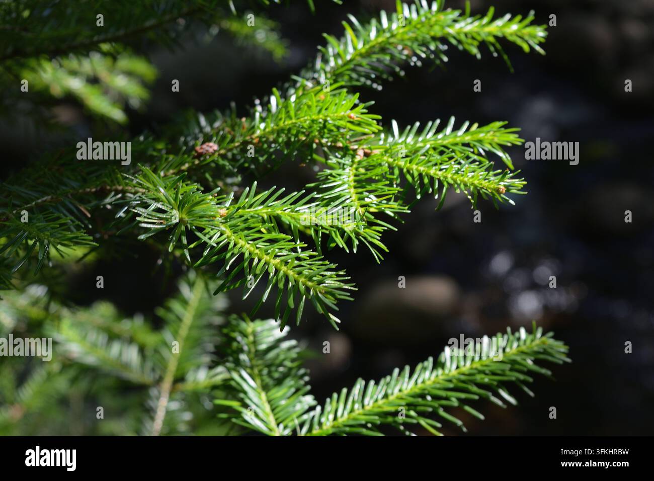 Ramo di conifera sempreverde illuminato dal sole con sfondo naturale scuro 2 Foto Stock