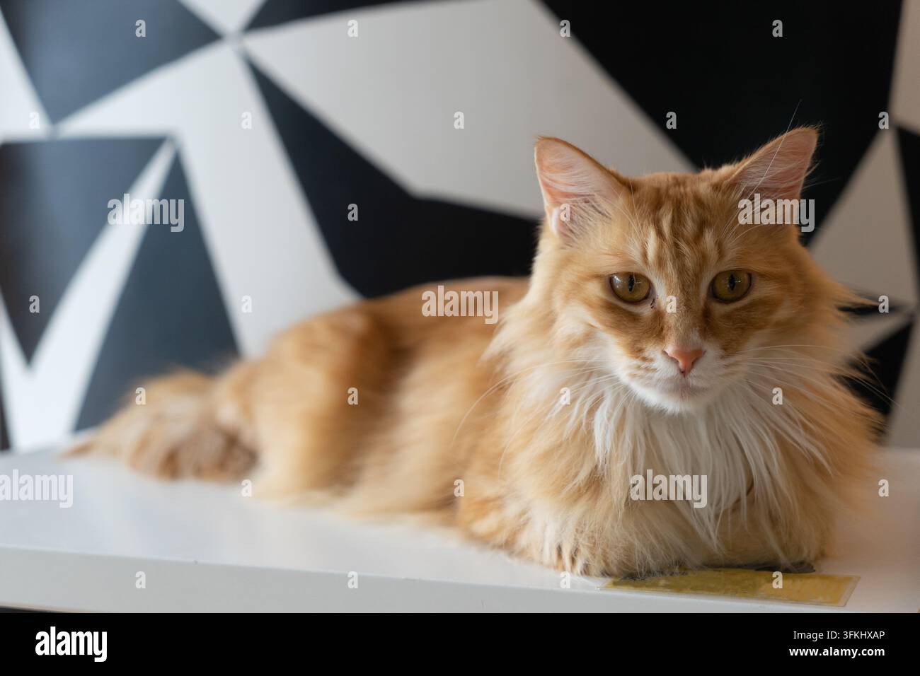 Gatto a pelo lungo arancione e bianco che riposa su una superficie bianca Foto Stock