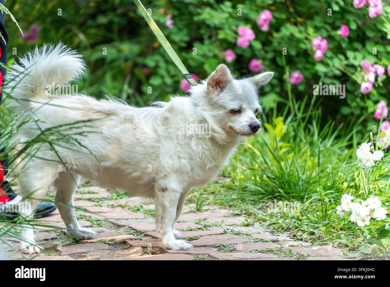 Simpatico cucciolo bianco su sfondo di giardino, foto stock sullo stile di vita degli animali domestici Foto Stock