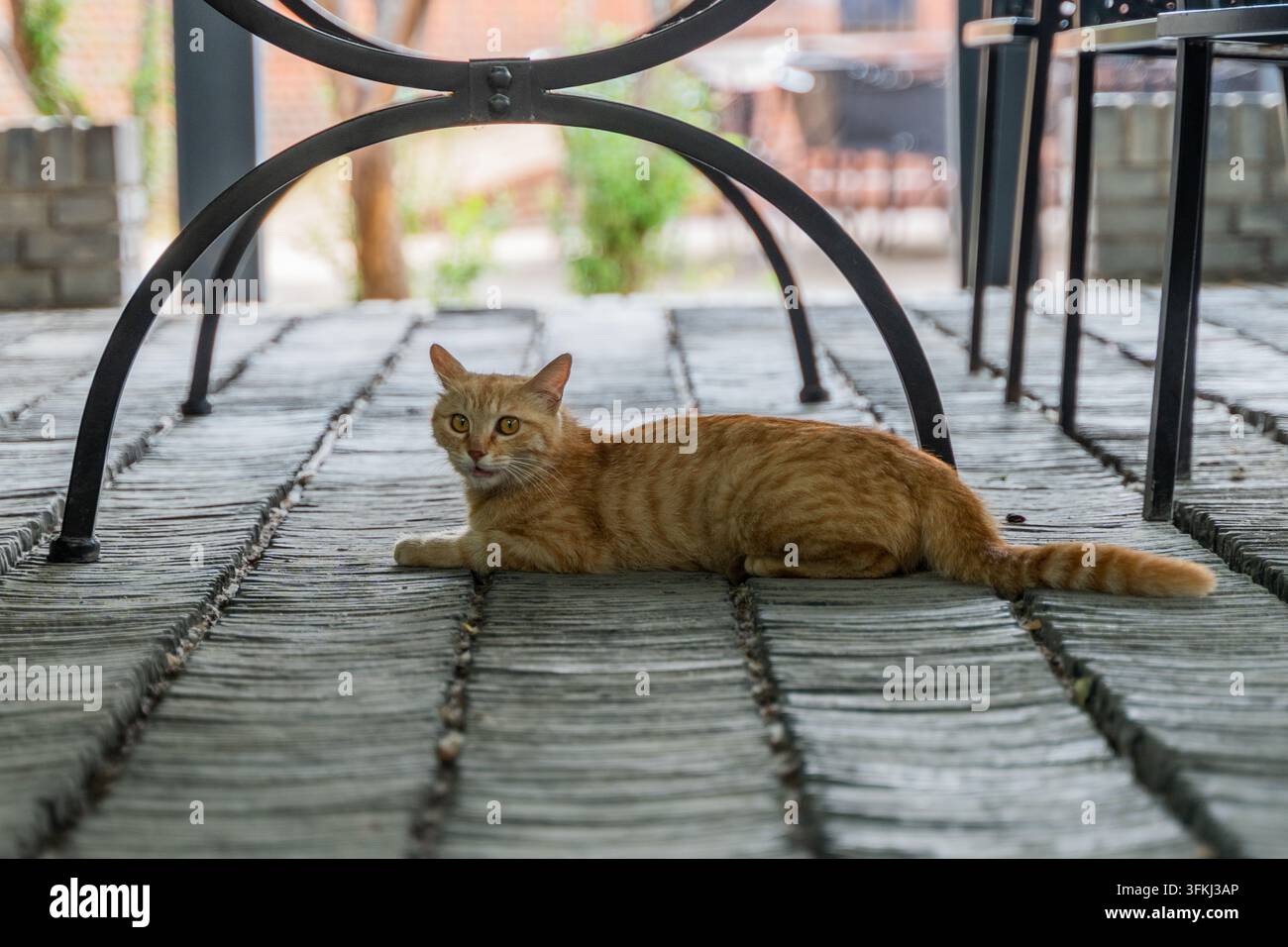 Gatto arancione sdraiato tra le gambe di un tavolo di metallo Foto Stock
