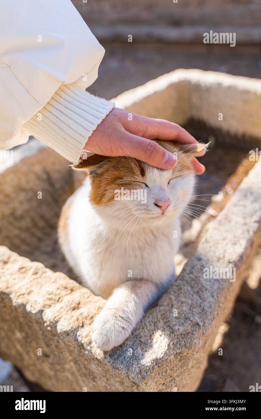 Mano che accarezza un gatto tigrato arancione e bianco con gli occhi chiusi, che sembra rilassato e soddisfatto Foto Stock