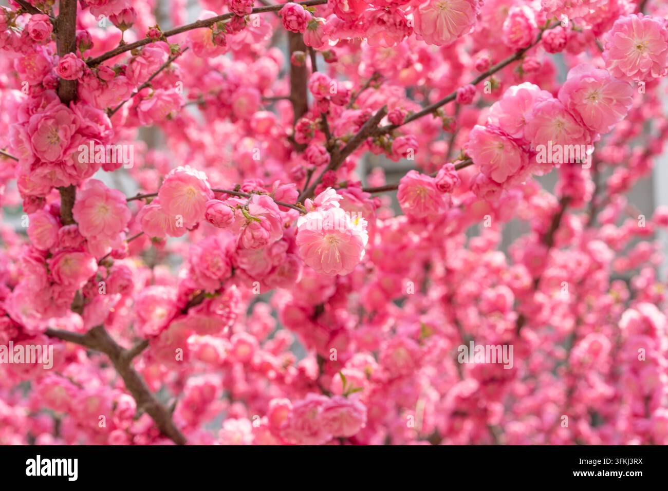 Gruppi fitti di fiori di prugno rosa che coprono i rami in primavera Foto Stock