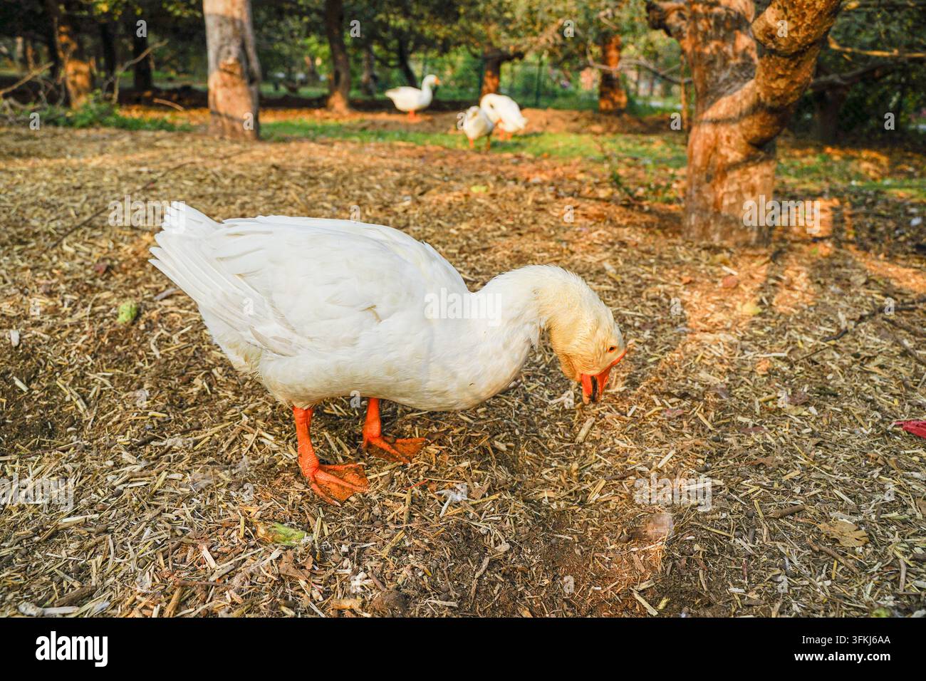Grandi oche bianche che cercano cibo in un frutteto in autunno Foto Stock