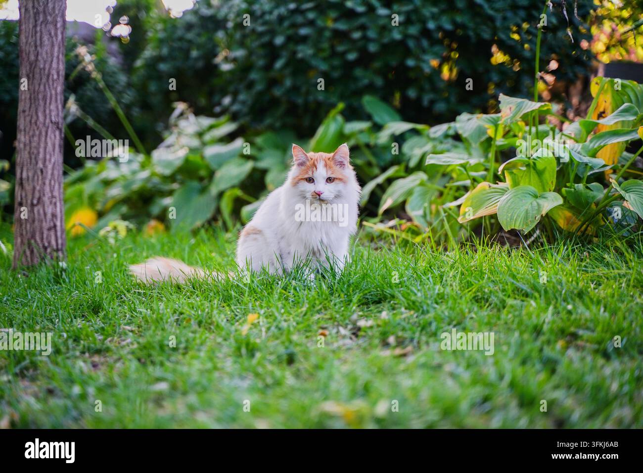 Gatto arancione seduto sul prato e che guarda la fotocamera Foto Stock